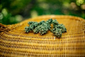 Best Medical Marijuana Dispensary | Joplin & Neosho MO | Flora Farms