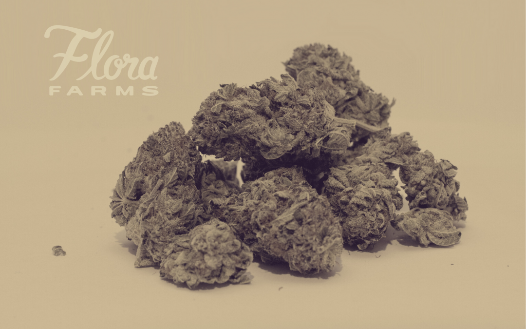 Indica vs Sativa: Which Cannabis Strain is Right for You?