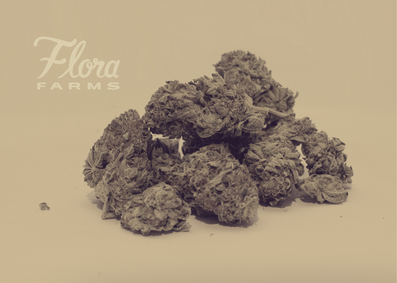 Indica vs Sativa Which Cannabis Strain is Right for You? Best