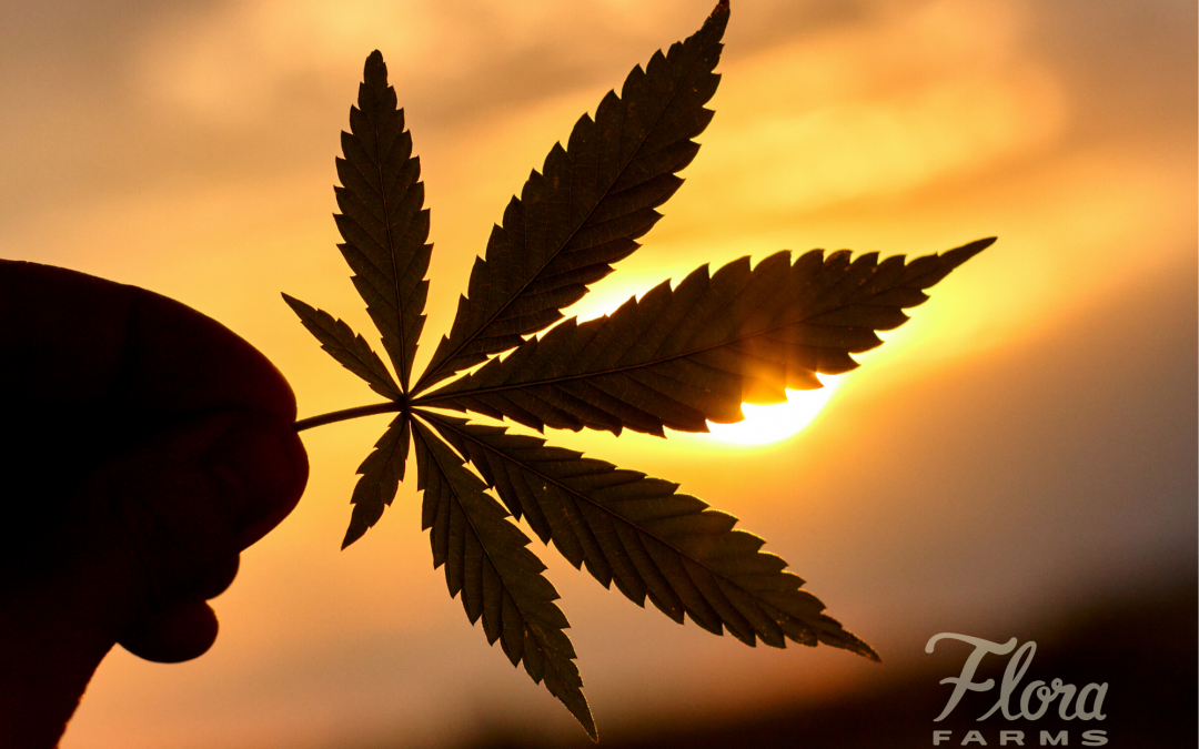 Understanding Medical Marijuana Cards and Qualifying Conditions in Missouri | Best Medical ...