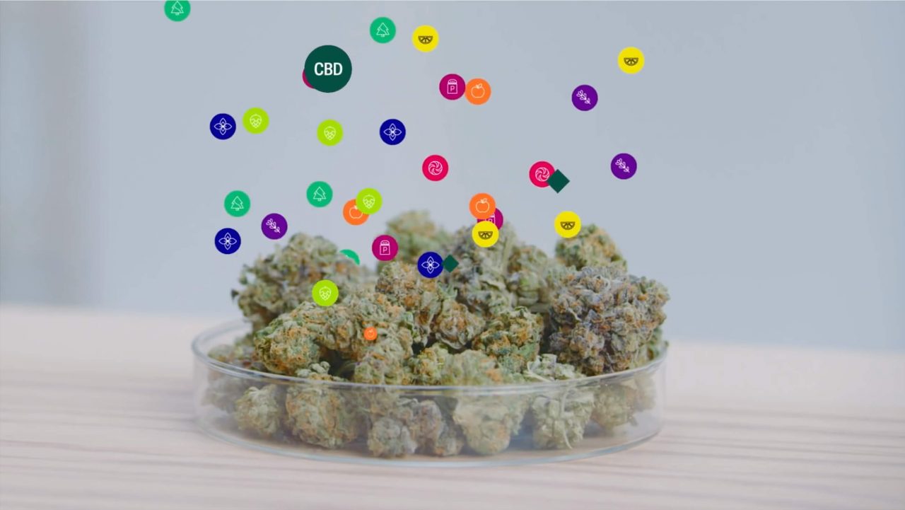 Terpenes Explained | Leafly | Best Medical Marijuana Dispensary ...