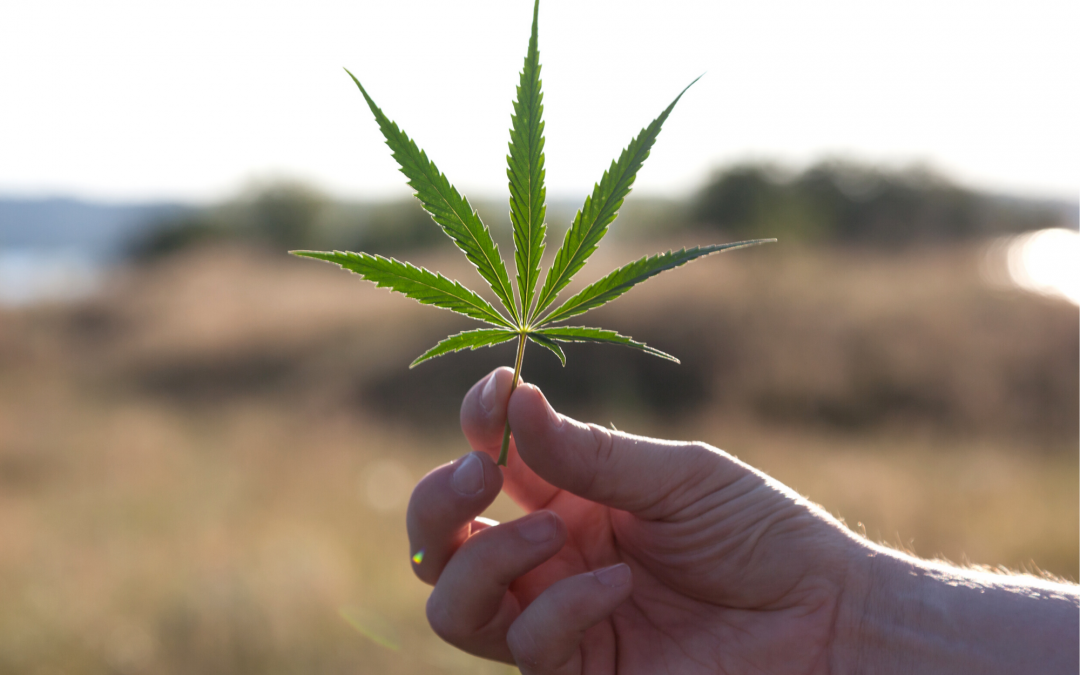 The Difference Between Hemp and Marijuana, Explained