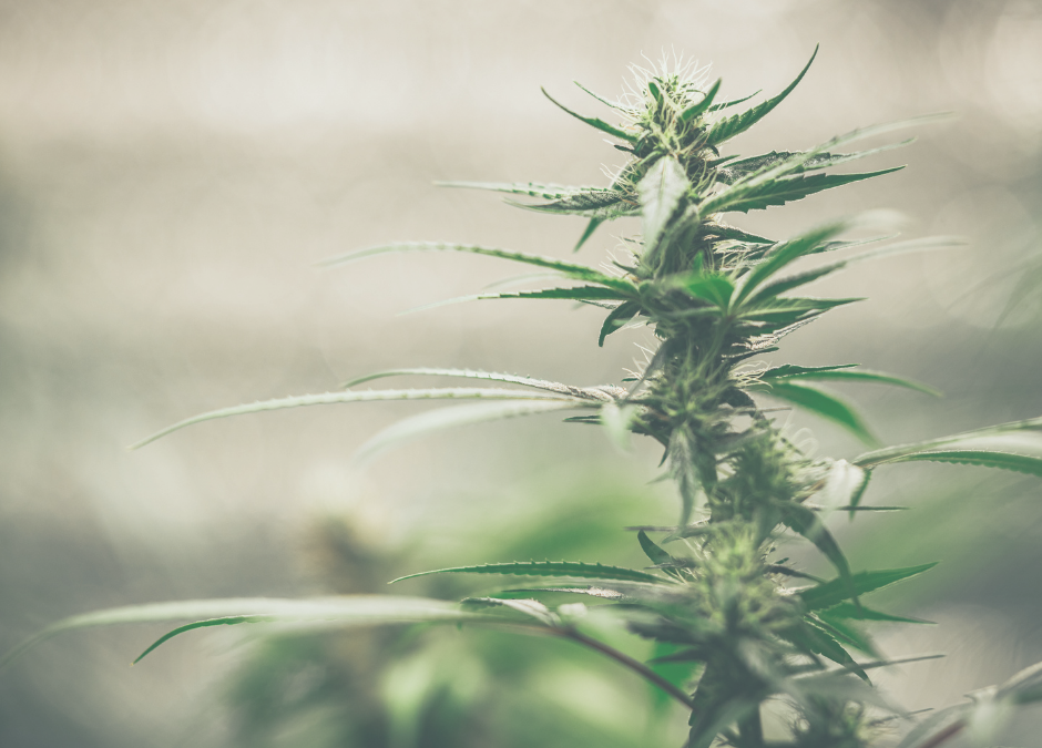 CBD & THC Explained: What’s the Difference?