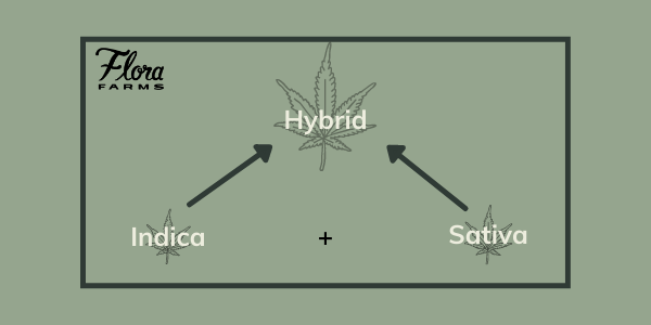 Let’s Talk Hybrid Cannabis | What Does The Term Really Mean When It Comes To Medical Marijuana?