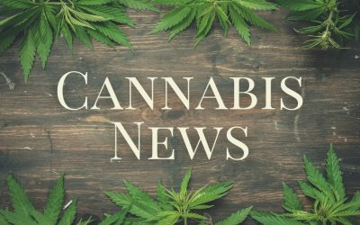 Cannabis News – August 2021