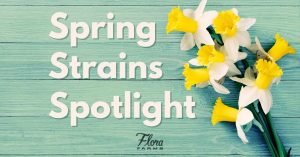 spring strains spotlight text imposed over a teal table with a bouquet of daffodils