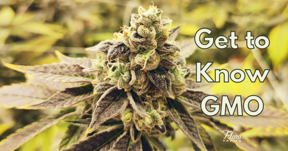 Get to Know GMO (Garlic, Mushroom & Onion) Flora Farms MO