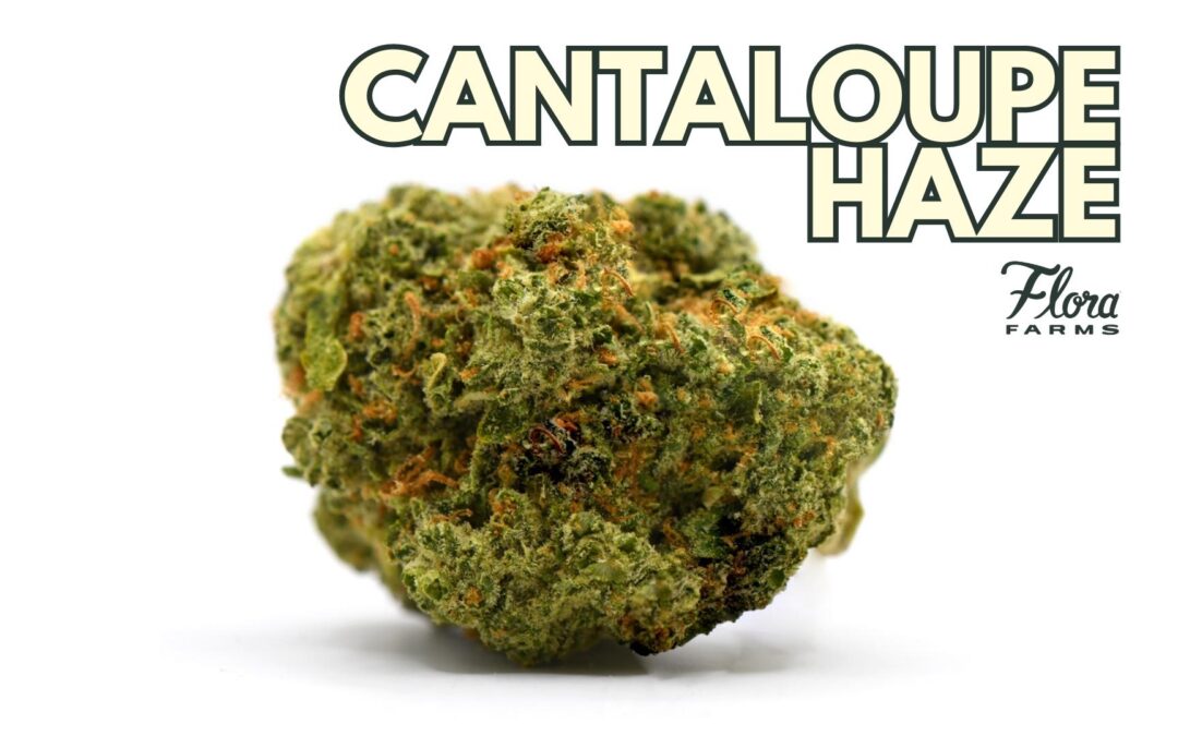 Cantaloupe Haze